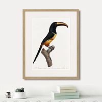картина: beautiful toucans №4, 1806г. во Владимире