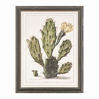 постер opuntia cactus зеленый во Владимире