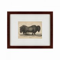 картина: bison, 1828 во Владимире