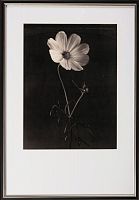 постер с паспарту в раме gentle sepia ver. 1 во Владимире
