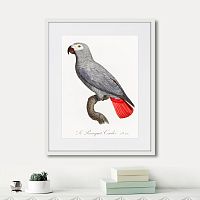 картина: beautiful parrots №2, 1872г. во Владимире