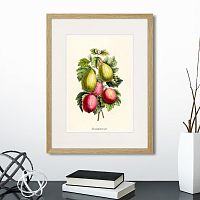 картина: botany illustration №20, 1836г. во Владимире