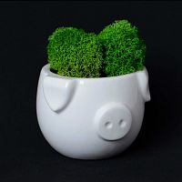 набор для выращивания eco мини-капшо «минипиг» во Владимире