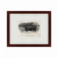 картина: a devon steer, 1869 во Владимире