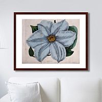картина: exotic plants of the world №13, 1815г. во Владимире