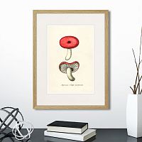 картина: botany illustration №12, 1836г. во Владимире