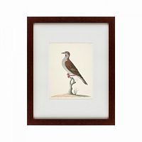 картина: the brown bird во Владимире