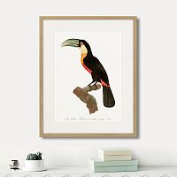 картина: beautiful toucans №1, 1806г. во Владимире