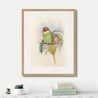 картина: bonaparte's parakeet, 1850г. во Владимире