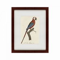картина: ara macao (scarlet macaw), 1801 во Владимире