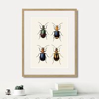 картина: assorted beetles №4, 1735г. во Владимире