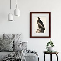 картина: great american sea eagle, 1837 во Владимире