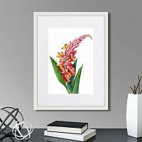 картина: caribian flora pink alpinia, 1740г. во Владимире