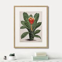 картина: exotic plants of the world №8, 1815г. во Владимире