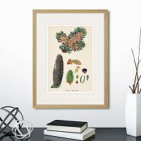 картина: botany illustration №2, 1836г. во Владимире
