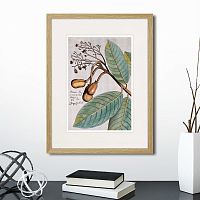 картина: exotic plants of the world №5, 1815 (i) во Владимире