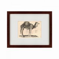картина: arabian camel, 1809 во Владимире