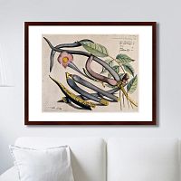 картина: exotic plants of the world №12, 1815г. во Владимире