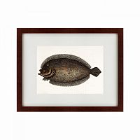 картина: sole fish, 1722 во Владимире