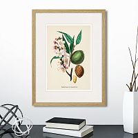 картина: botany illustration №24, 1836г. во Владимире