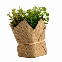 растение декоративное potted herb kolina во Владимире