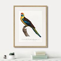 картина: beautiful parrots №12, 1872г. во Владимире