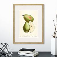 картина: botany illustration №19, 1836г. во Владимире