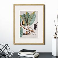 картина: exotic plants of the world №5, 1815 (ii) во Владимире