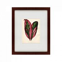 картина: botanical leaf dracaena, 1870 во Владимире