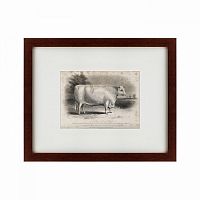 картина: a short horned bull, 1849 во Владимире