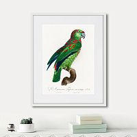 картина: beautiful parrots №4, 1872г. во Владимире