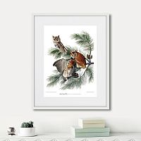 картина: eastern screech owl, 1845г. во Владимире