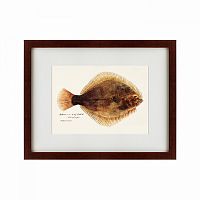картина: southern pacific fish illustration, 1850 во Владимире