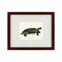 картина: a hand-painted illustration of an arakan forest turtle, 1872 во Владимире