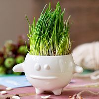набор для выращивания eco кру во Владимире