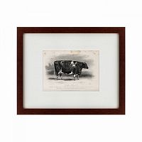 картина: a short horned cow, 1850 во Владимире