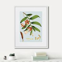 картина: himalaya plants white and orangered flowers, 1869г. во Владимире