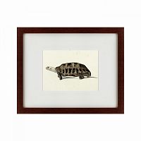 картина: a hand-painted illustration of an elongated tortoise, 1873 во Владимире