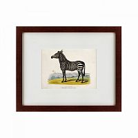 картина: a zebra, 1830 во Владимире