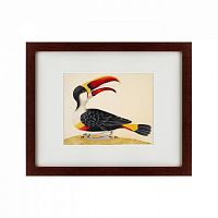 картина: white-throated toucan, 1716 во Владимире