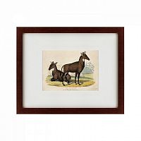 картина: two nilgais, 1830 во Владимире