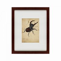 картина: stag beetle, 1505 во Владимире