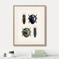 картина: assorted beetles №1, 1735г. во Владимире
