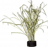 декор reeds and leaves во Владимире