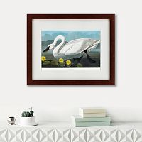 картина: common american swan, 1838 во Владимире