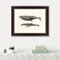 картина: humpback whale (megaptera versabilis), 1859 во Владимире