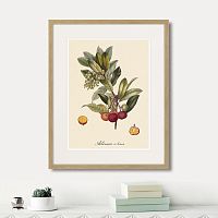 картина: juicy fruit lithography №4, 1870г. во Владимире