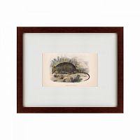картина: armadillo, 1860 во Владимире