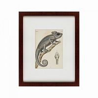 картина: chameleon, 1706 во Владимире