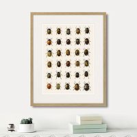 картина: assorted beetles №2, 1735г. во Владимире